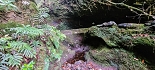 Plants: image 7 Of 208 Thumb